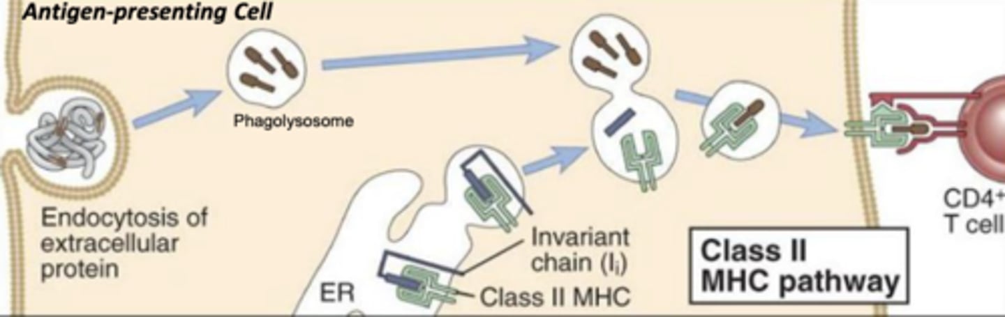 <p>mhc class II</p>