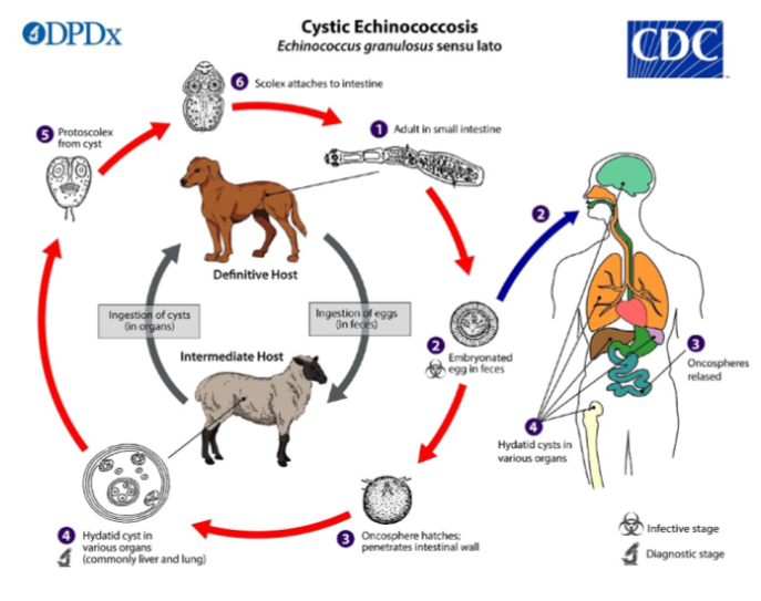 <p>Phylum: Platy</p><p>Class: Cestoda </p><p>Subclass: Eucestoda</p><p>Genus: Echinococcosis - dog tapeworm</p>