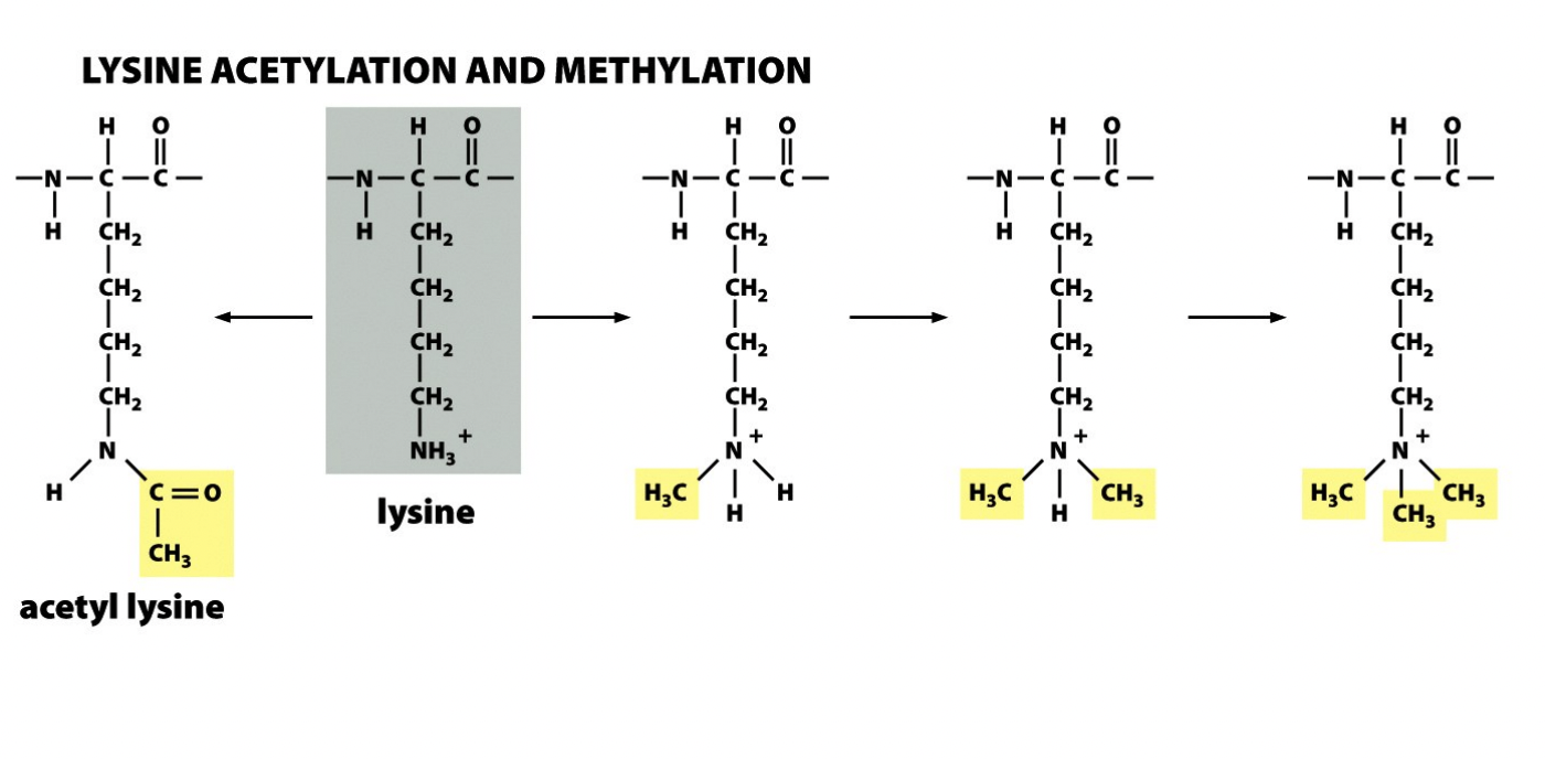 <ol><li><p>acetylation</p></li><li><p>methylation</p></li><li><p>phoosphorylation</p></li><li><p>ubiquitination</p></li></ol><p></p>