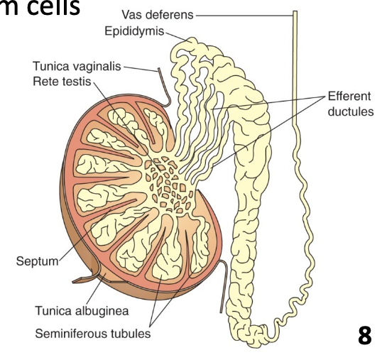 <ul><li><p>Paired oval glands in scrotum</p></li><li><p class="p1">Develop on posterior abdominal wall and descend into scrotum through inguinal canals</p></li><li><p class="p1">Each lobule is filled with 2 or 3 <span style="color: blue;"><strong><span>seminiferous tubules</span></strong></span><span> </span>where sperm are formed (spermatogenesis)</p><ul><li><p class="p2">Meiosis occurs to produce haploid sperm cells</p></li></ul></li></ul><p></p>