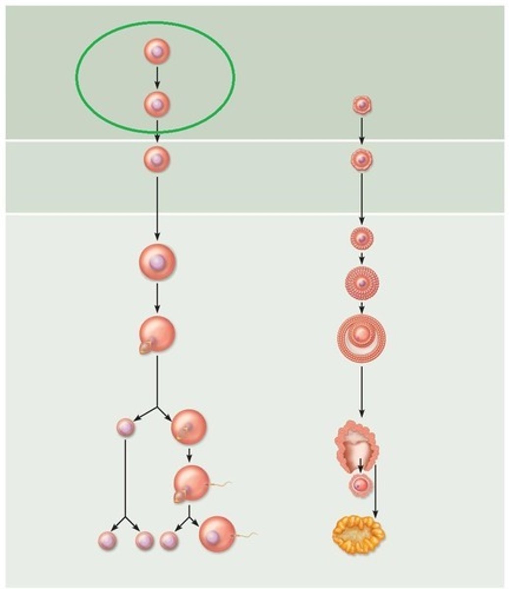 <p>Female stem cell called what?</p>