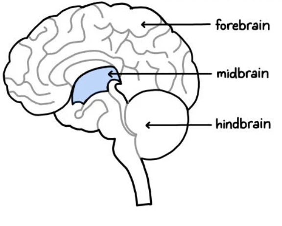 <p>Midbrain</p>