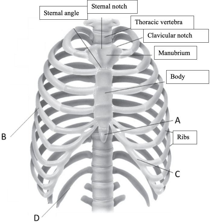 Label the structure at B