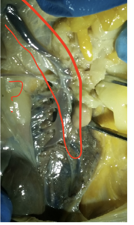 <p>What is circled?</p>
