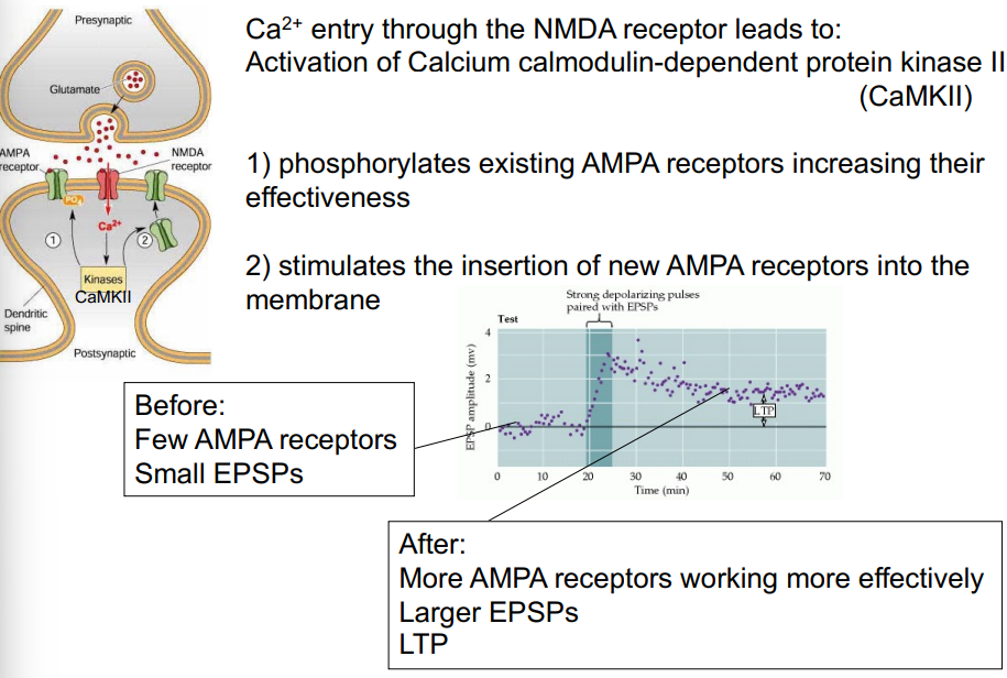 <ul><li><p>glutamate release onto an active cell (membrane depolarised)</p></li><li><p>AMPA receptor activated </p></li><li><p>Mg2+ block on NMDA receptor is relieved</p></li><li><p>Na+ through AMPA and NMDA channels </p></li><li><p>Ca2+ through NMDA  channel</p></li></ul>