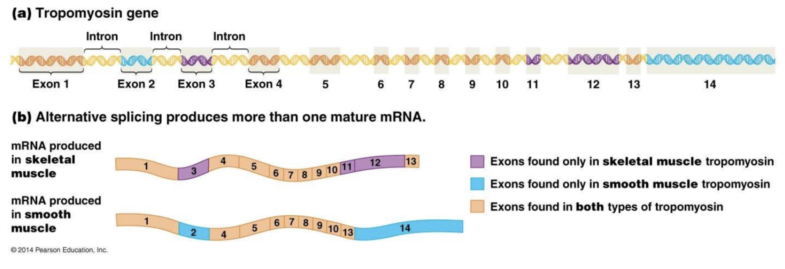 <p>RNA in different cells can be spliced differently to create different proteins.</p>