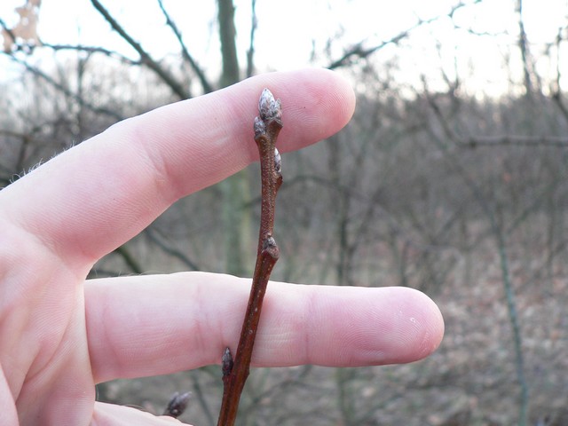 Blade: alternate, simple, 5 to 9 inches long and have 5 to 7 irregular bristle tipped lobes, broad U-shaped sinuses
Reproductive: Buds are 1/4 to 1/2 inch in length, sharp pointed, angled in cross section and have gray-woolly bud scales
Bark: inner bark is yellow or orange, the outer bark is black and deeply furrowed and has a blocky appearance 