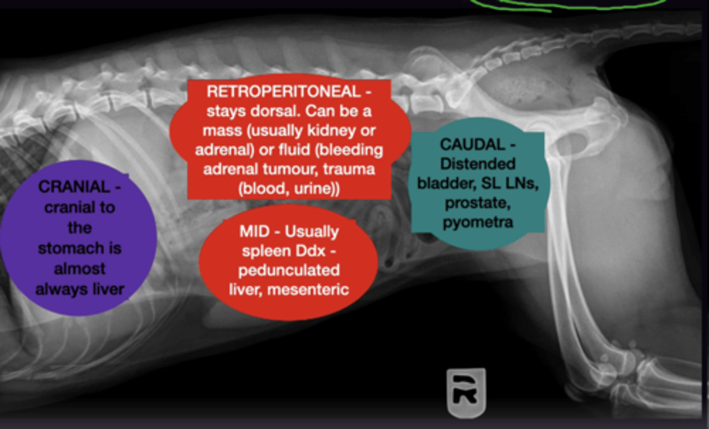 <p>1. Almost Always Liver Masses - Displaces Stomach</p><p>2. Retroperitoneal stay dorsal and colon is displaced ventrally. </p><p>3. Organs displaced dorsally usually indicates splenic mass</p><p>4. Distended Bladder, SL LNs, Prostate Pyometra - Displaces Small Intestines Cranially + Colon Dorsally/Ventrally</p>