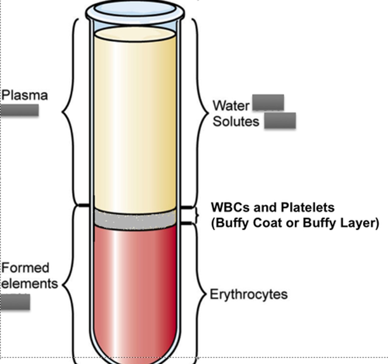 <p>Proteins: Albumin (osmotic pressure), Globulins (antibodies/transport), and Fibrinogen (clotting).</p><p>Electrolytes: Sodium, Potassium, and Calcium (vital for cell function).</p><p>Nutrients/Wastes: Glucose, amino acids, lipids, and metabolic waste like urea.</p><p>Gases: Dissolved Oxygen (O_2) and Carbon Dioxide (CO_2).</p>