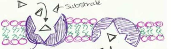 <p>changes shape to dump ions on other side of membrane, used in active transport</p>