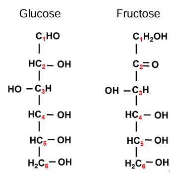 <p>same chemical formula but different structures</p><p>these structures are called isomers</p><p>glucose: fruit juices, starch, glycogen, lactose, maltose, cane sugar</p><p>fructose: fruit juices, honey, cane sugar</p><p>galactose: milk (lactose)</p><p>mannose: plants and gums</p>
