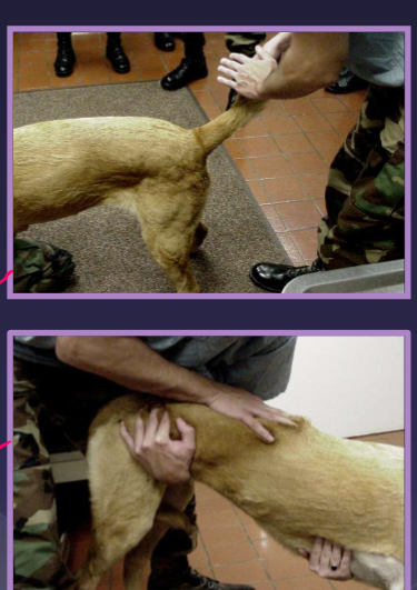 <p>Diagnosis of lumbosacral disease </p>