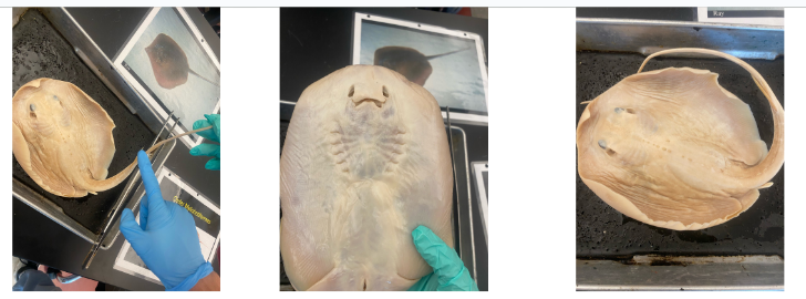 <p>Natural History for Order Myliobatiformes a.k.a Rays </p>