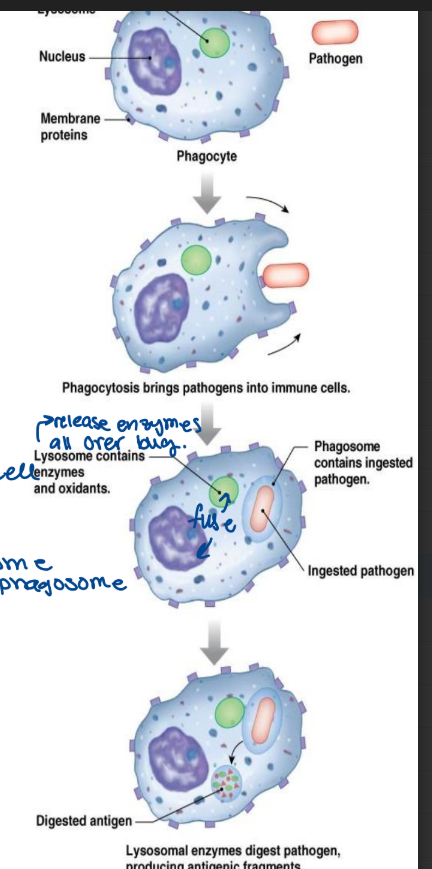 <ul><li><p>during infection monocytes and granulocytes migrate to the infected area through capillary pores</p><ul><li><p>recruits more immune cells by producing cytokines</p></li></ul></li><li><p>there are four main phases</p><ol><li><p>chemotaxis</p><ul><li><p>phagocytes are attracted to foreign particles, damaged cells etc.</p></li><li><p>have to be aware</p></li><li><p>get rid of foreign invaders</p></li></ul></li><li><p>adherence</p><ul><li><p>phagocyte attached to a foreign pathogen associated molecular pattern </p><ul><li><p>attaches with pattern recognition receptor</p><ul><li><p>needs to be recognized</p></li><li><p>needs to be on receptor on cell</p></li></ul></li></ul></li></ul></li><li><p>ingestion</p><ul><li><p>pseudopods extend and engulf the particle (forms endosome → phagosome)</p><ul><li><p>encapsulated bacteria, cell fragments, foreign debris</p></li></ul></li><li><p>the particle is trapped in the phagosome</p></li></ul></li><li><p>digestion</p><ul><li><p>digestive enzyme, oxidizing agents enter the phagosome due to fusion with lysosome</p></li></ul></li></ol></li></ul><p></p>