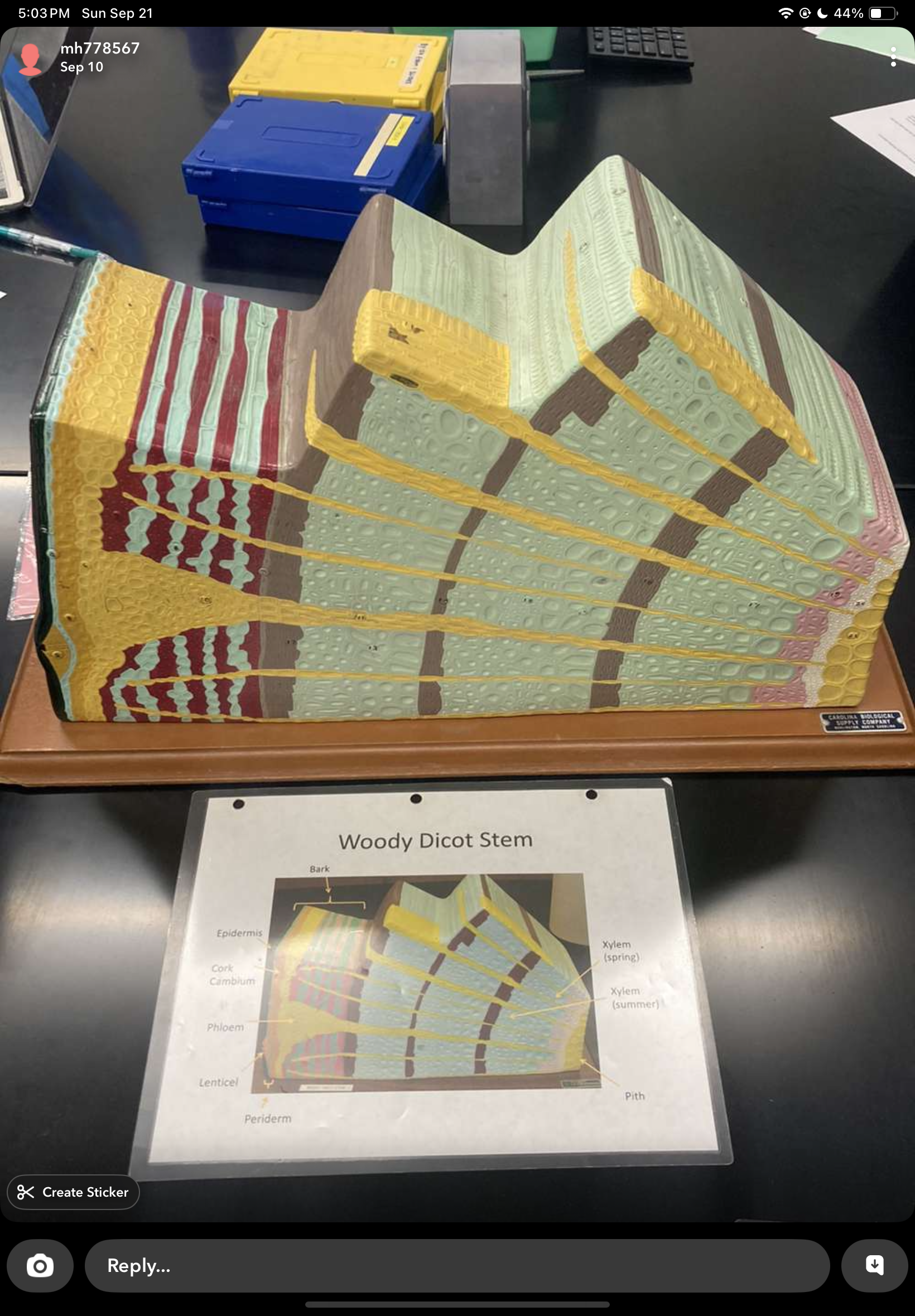 knowt flashcard image