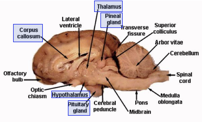 <p>The <strong>diencephalon </strong>is the internal portion of the brain.</p><p></p><p>Associated structures:</p><p>1)<strong> Epithalamus </strong></p><ul><li><p>Forms the roof of the diencephalon </p></li><li><p>Associated with the <u>pineal gland</u> (light sensitive; controls circadian rhythm and melatonin release)</p></li></ul><p></p><p>2)<strong> Thalamus</strong></p><ul><li><p>Relay station for sensory INPUTS and motor OUTPUTS </p></li></ul><p></p><p>3)<strong> Pituitary </strong></p><p></p><p>4)<strong> Hypothalamus </strong></p><ul><li><p>Autonomic and endocrine control; MAINTAINS BODY HOMEOSTASIS </p></li></ul><p></p><p>5) <strong>The Limbic System </strong>(and associated structures)</p><ul><li><p>Hippocampus</p></li><li><p>Amygdala</p></li></ul><p></p><p>6) <strong>Corpus callosum </strong></p><ul><li><p>Thick tract between the left and right hemispheres</p></li><li><p>Shares info between the two sides </p></li></ul><p></p><p></p>