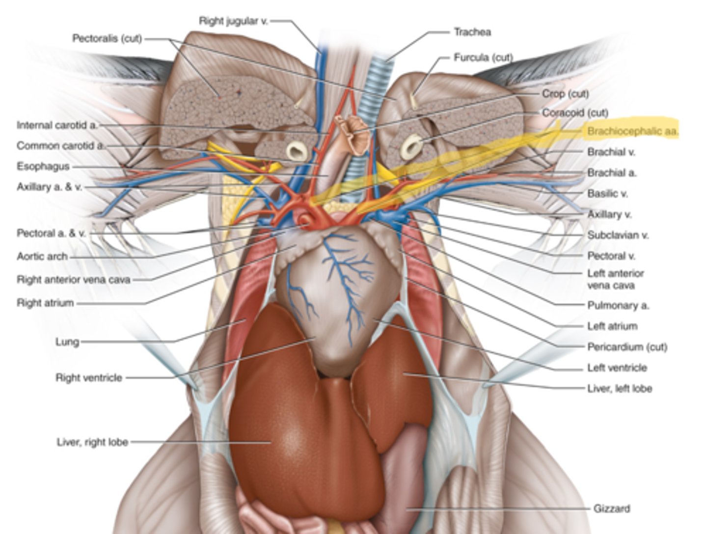 knowt flashcard image