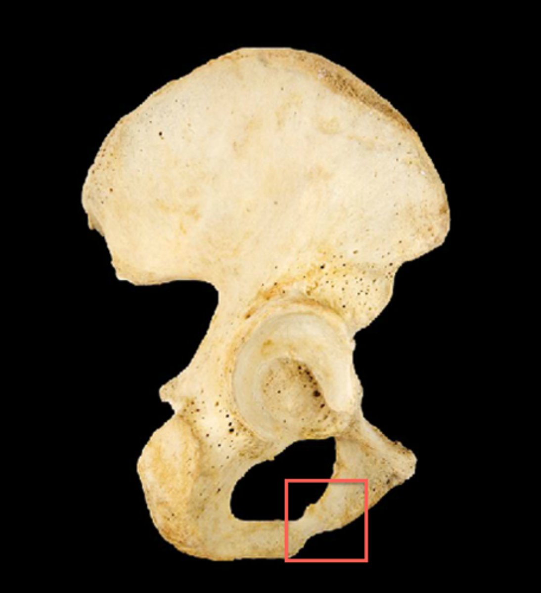<p>identify</p>