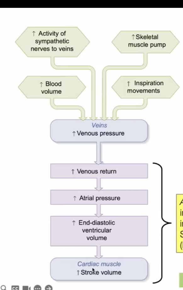 <p>over a few beats, venous return must essentially equal cardiac output</p><ul><li><p>if there is increased activity of sympathetic nerves to veins/increased muscle pump, then there is more blood volume/inspiration movement</p></li><li><p>both would increase venous return, and an venous return leads to an increase in atrial pressure, more end-diastolic ventricular volume, and then ultimately increase stroke volume (through the Frank-Starling mechanism)</p></li></ul><p></p>