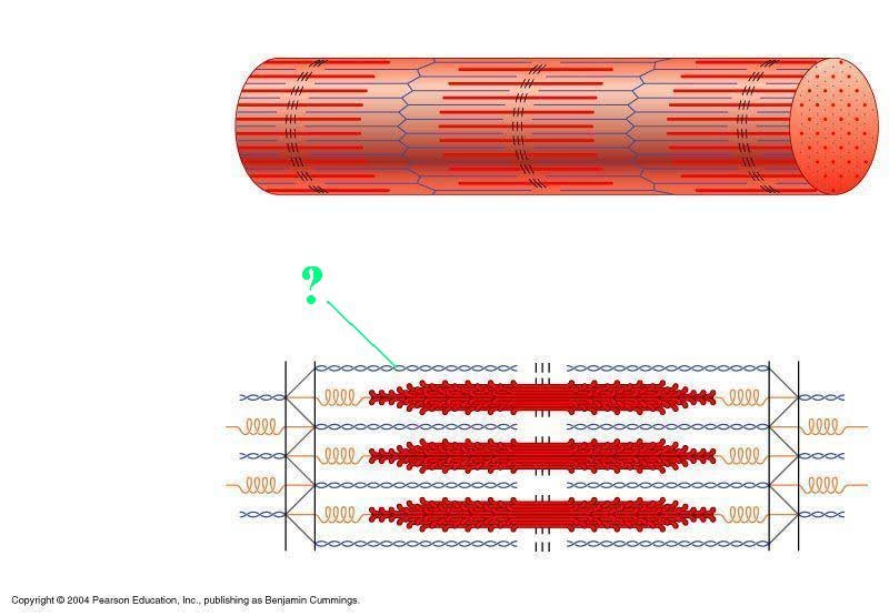 <p><span style="background-color: transparent;"><span>The indicated region of the sarcomere is composed of what protein?</span></span></p>
