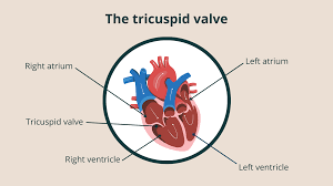 <p>Located between <strong>right atrium</strong> and <strong>right ventricle</strong>, prevents blood from flowing back into the right atrium during right ventricular contraction</p>