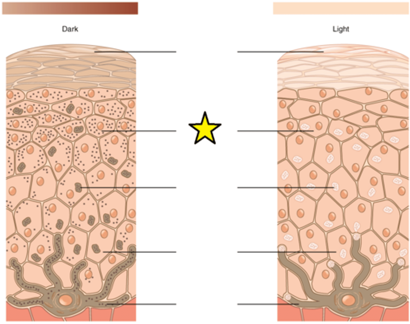 <p>Closest to the apical surface; Exposure to the UV rays of the sun or a tanning salon causes melanin to be manufactured and built up in in this cell; As sun exposure stimulates these cells to secrete chemicals that stimulate melanocytes; The accumulation of melanin in in these cells results in the darkening of the skin, or a tan.</p>