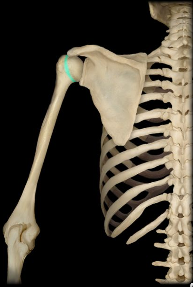 <p>the narrow region just below the head of the humerus</p>