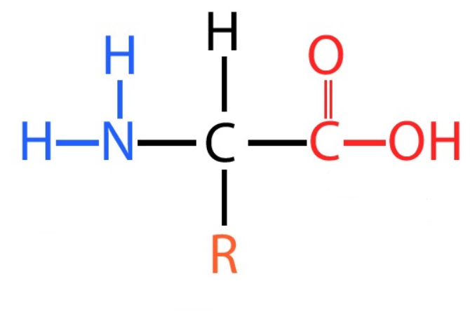Monomer of proteins