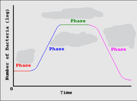 <p>Label the Phases of growth</p>