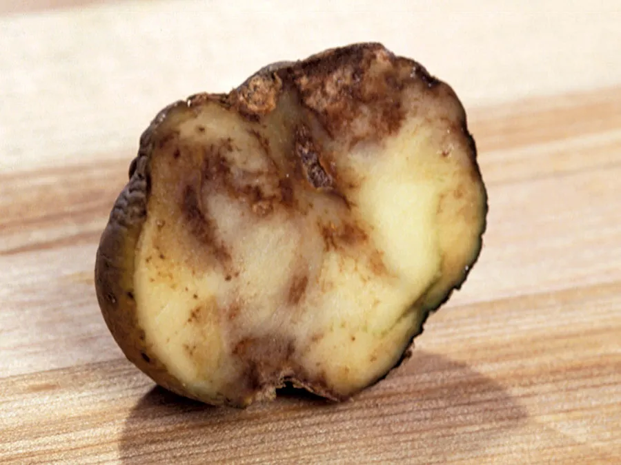 <p>grow as tiny threads, looks fuzzy</p><p>ex: caused the Irish Potato Famine</p>