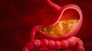 <ul><li><p><strong>stomach acid</strong></p></li><li><p><strong>enzymes</strong></p></li></ul><p></p>