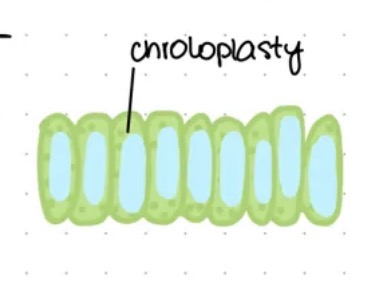 <ul><li><p>odpowiada za fotosyntezę dzięki licznym chloroplastom </p></li></ul><p></p>