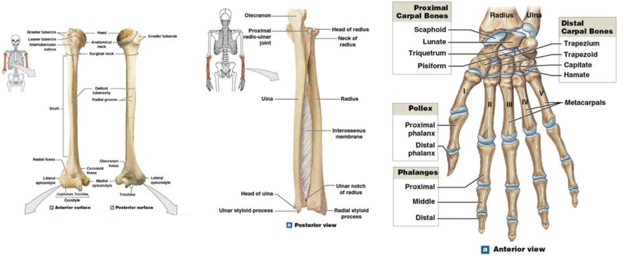 <p>upper limb adapted for</p>