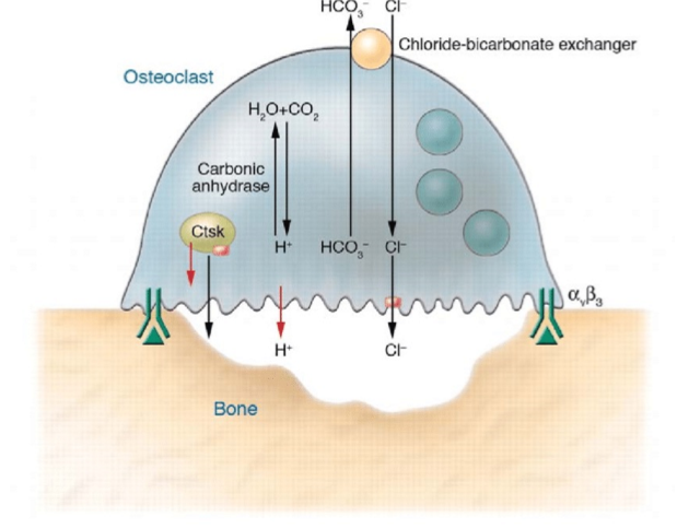 <ul><li><p>Osteoklaster har en “sealing zone”<br>för att fästa vid benets yta</p></li><li><p>Osteoklaster bildar ett avskilt<br>resorptionskompartiment utanför<br>cellen</p></li><li><p>Osteoklaster fäster vid osteopontin<br>genom integriner</p></li></ul><p><strong>Händelseförlopp</strong></p><ol><li><p>Protoner (H⁺) produceras<br>av kolsyraanhydras i<br>cellen</p></li><li><p>Protonpumpar i<br>plasmamembranet<br>transporterar H⁺ över<br>cellmembranet, vilket gör<br>det extracellulära<br>resorptionskompartimentet<br>surt</p></li><li><p>Bikarbonat (HCO 3 ⁻) transporteras<br>ut ur cellen i utbyte mot kloridjoner<br>(Cl⁻)</p></li><li><p>Cl⁻ kompenserar för den positiva<br>laddningen som orsakas av H⁺</p></li><li><p>Benmineraler löses upp på grund<br>av det låga pH som orsakas av H⁺</p></li><li><p>Lysosomala enzymer utsöndras för<br>att bryta ner den organiska matrixen</p></li><li><p><span>Nedbrutet material diffunderar till blodet där det cirkulerar tills det återanvänds</span></p></li></ol><p></p>