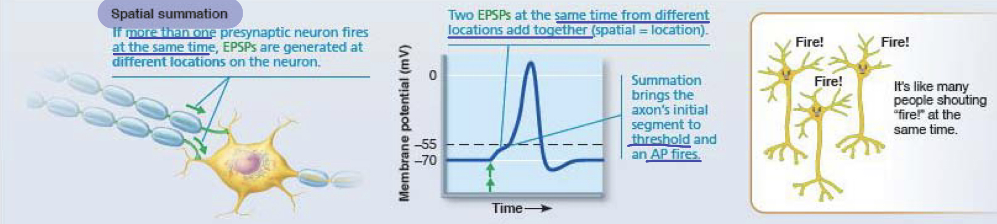<p>more than one presynaptic neuron fires at the same time --&gt; EPSPs are generated at different locations of the neuron --&gt; add together/summation brings axon to threshold --&gt; neuron fires</p>