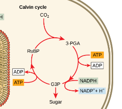 <p>Light Independent Reactions - Calvin Cycle (photosynthesis)</p>