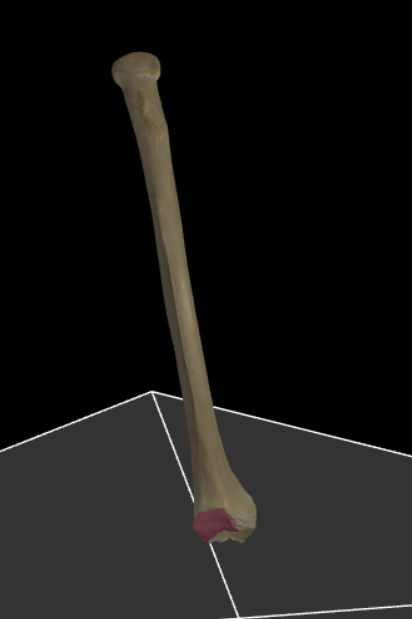 <p>Klein verticaal gewrichtsvlak voor de ulna op de distale epifyse.</p>