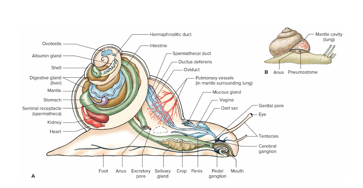 <p>air breathing snails lack gills and use highly vascular area (blood vessels) in mantle as a &quot;lung&quot;</p>