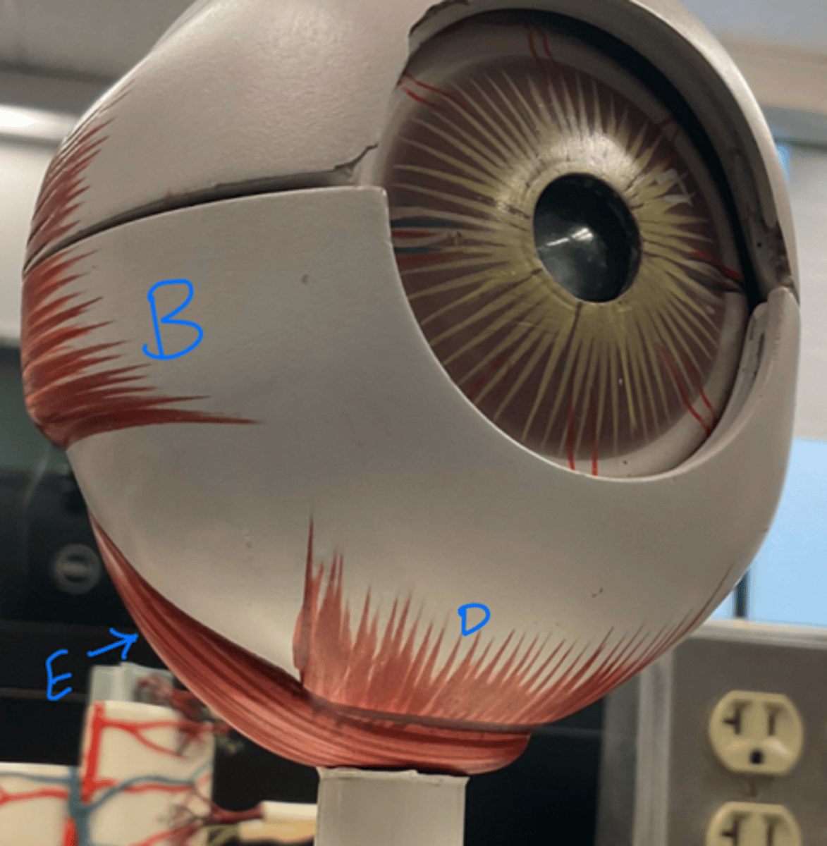 <p>inferior oblique</p>