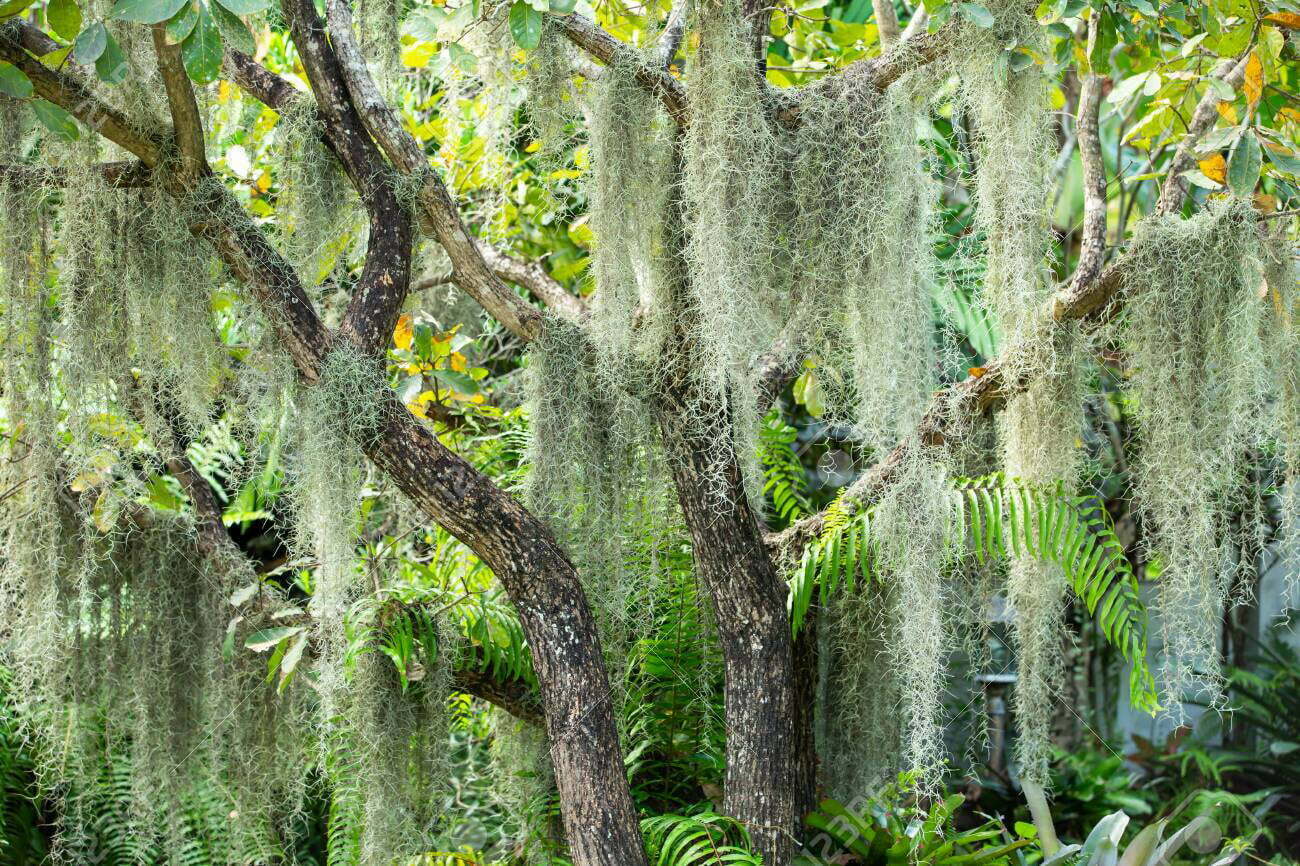 <p>silvery-green, slender airplant that grows from trees; accent in arrangements</p>