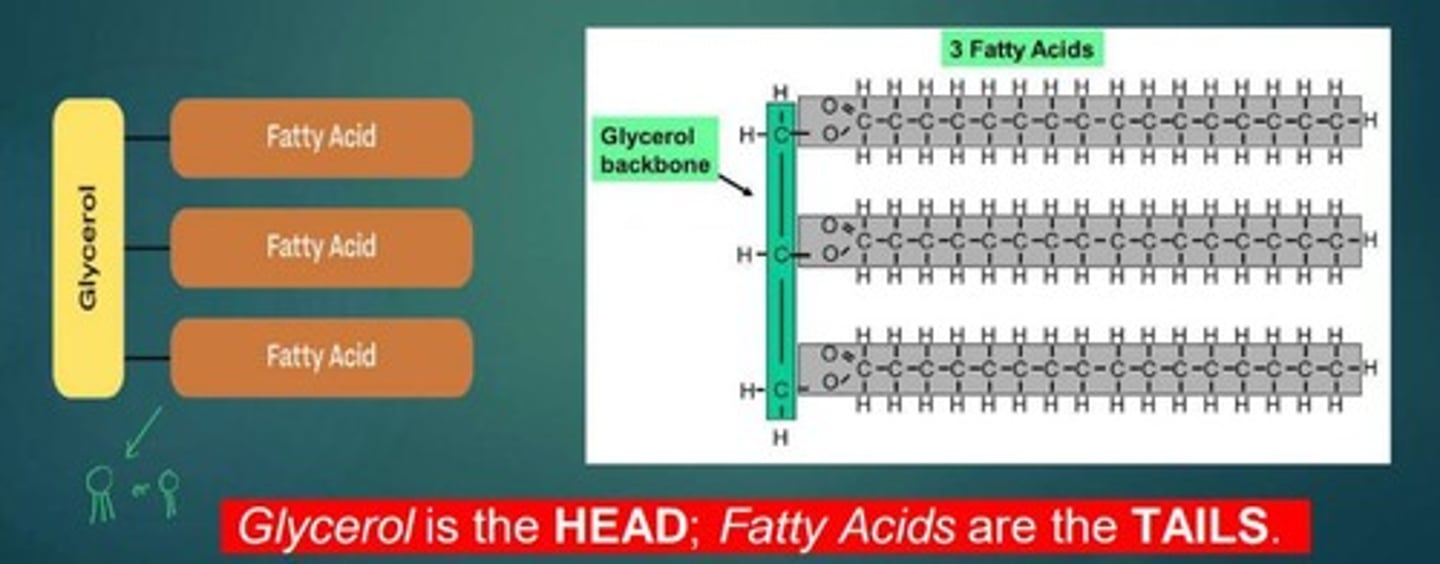 <p>Glycerol and fatty acid chains.</p>