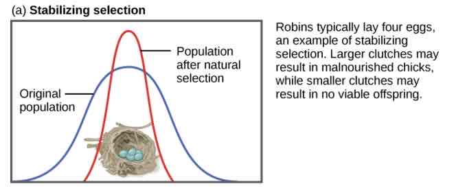 <p>Average phenotypes have an advantage over extreme phenotypes</p>