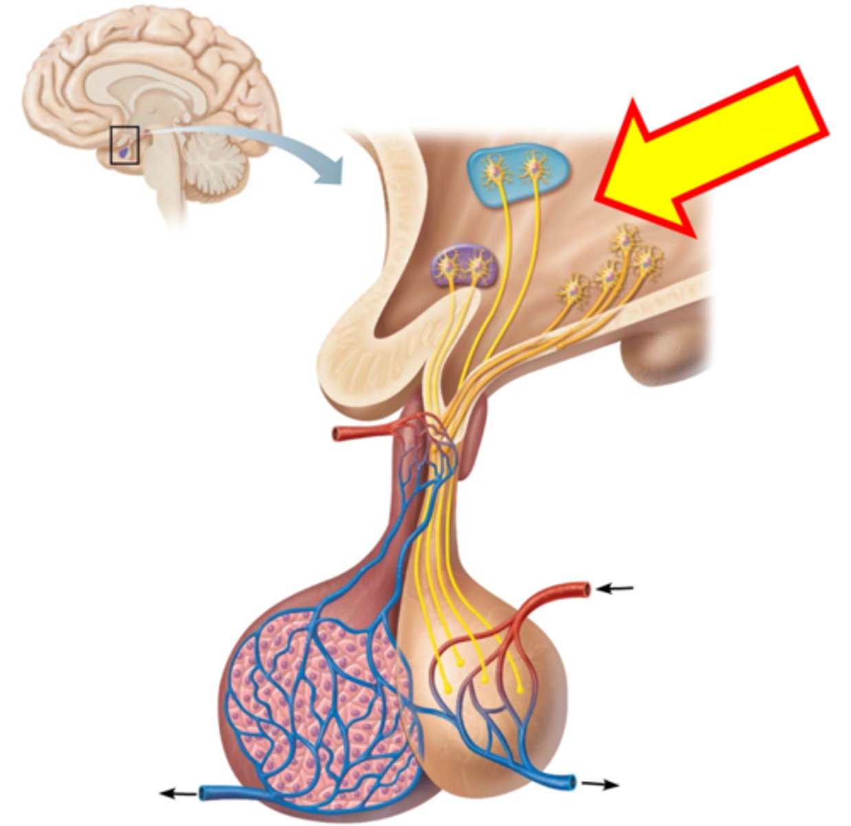 <p>Name the structure.</p>