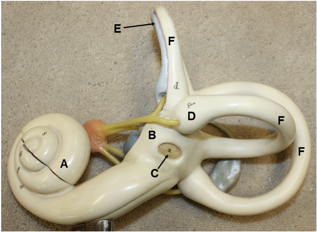 <p><span><span>In the image above, identify structures A-F.</span></span></p>