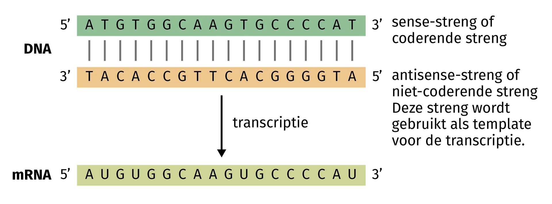 <p>Omdat die streng wordt afgeschreven, heeft het mRNA dezelfde basenvolgorde als in de <strong>coderende streng</strong> van het DNA.</p>