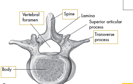 <p>what vertebrae is this</p>