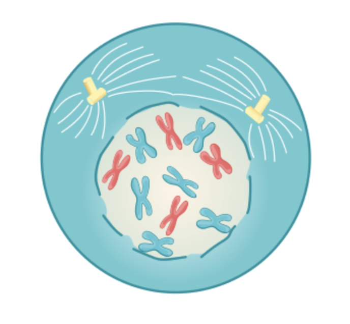Which phase of mitosis is depicted below?

A. Prophase

B. Metaphase

C. Anaphase

D. Telophase