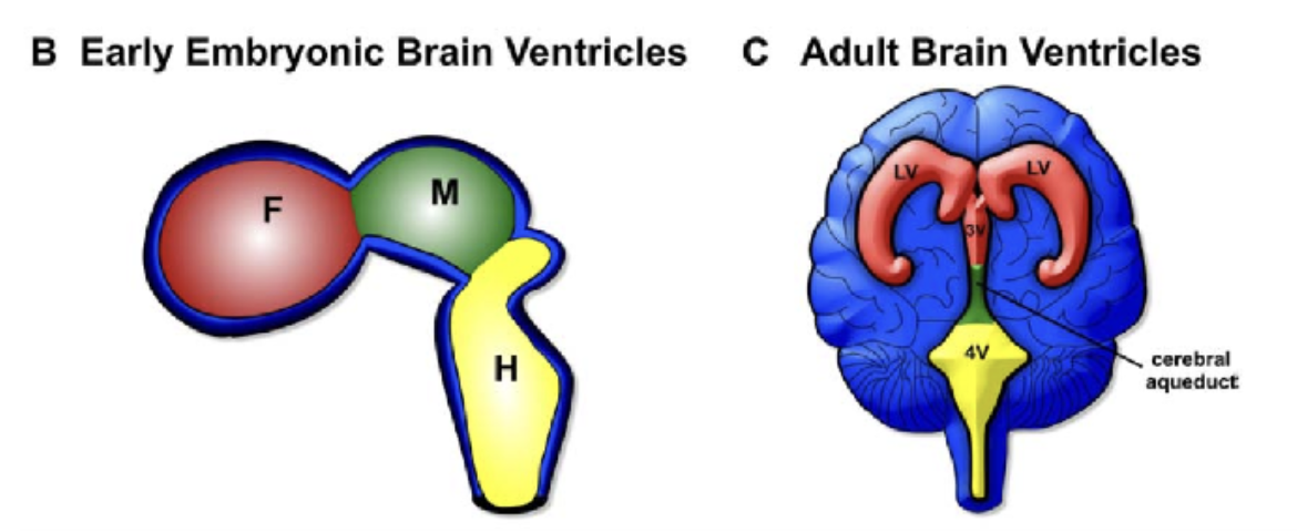<p><span><strong>Neurosomer</strong> bildas i huvudregionen genom att somitomerer samverkar med segmentationer av neurallplattan, neurosomer deltar i utvecklingen av hjärnans mesenkymala vävnad. Utvecklingen av dessa sker genom genuttryck eller receptoruttryck som stimulerar utvecklingen. Hålrummet i neuralröret utvecklas till sidoventriklarna samt 3:e och 4:e ventrikeln som kopplas samman av aqueductus cerebri.</span></p>