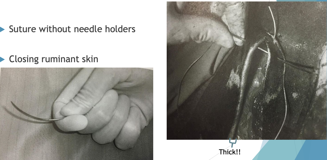 <p>suture without needle holders</p><p>closing ruminant skin</p><p>good for thick skin!! </p>