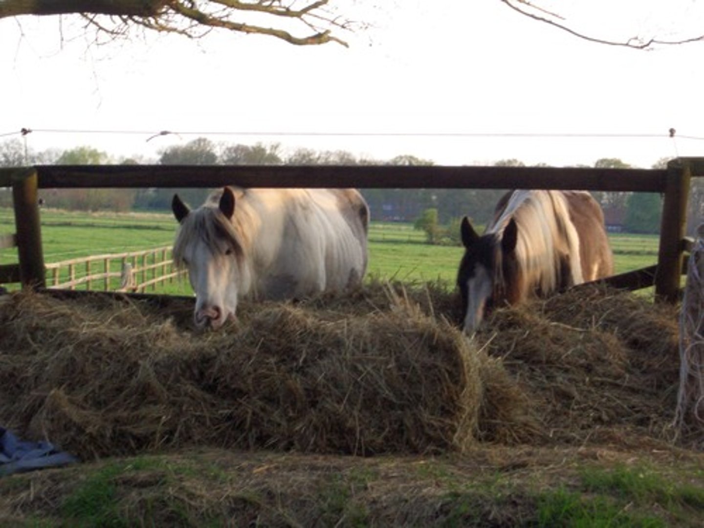 <p>animal feed (n) /ˈænɪməl fiːd/ English food given to animals</p>